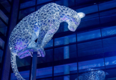 Illuminating Leopard Poised in Aberdeen